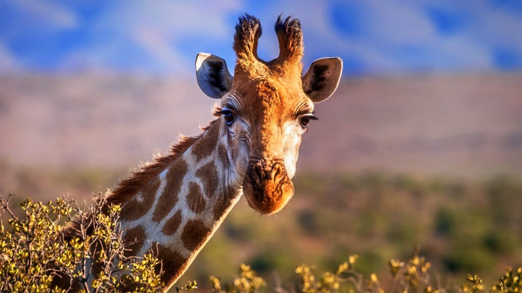 257896 3840x2160 desktop 4k giraffe wallpaper photo 1