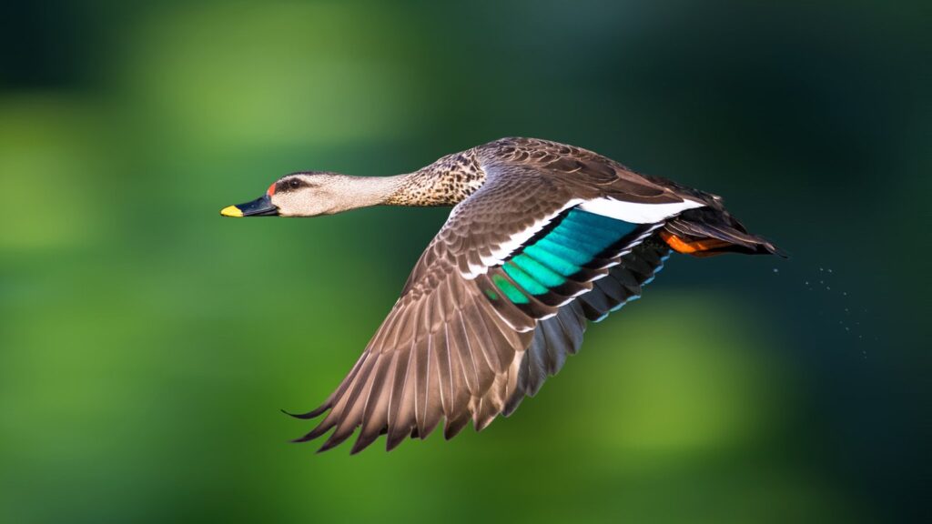 Duck Wallpapers
