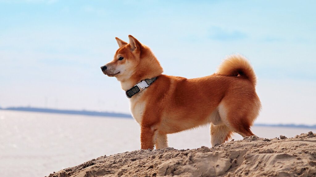 100884 3840x2160 desktop 4k shiba inu background 1
